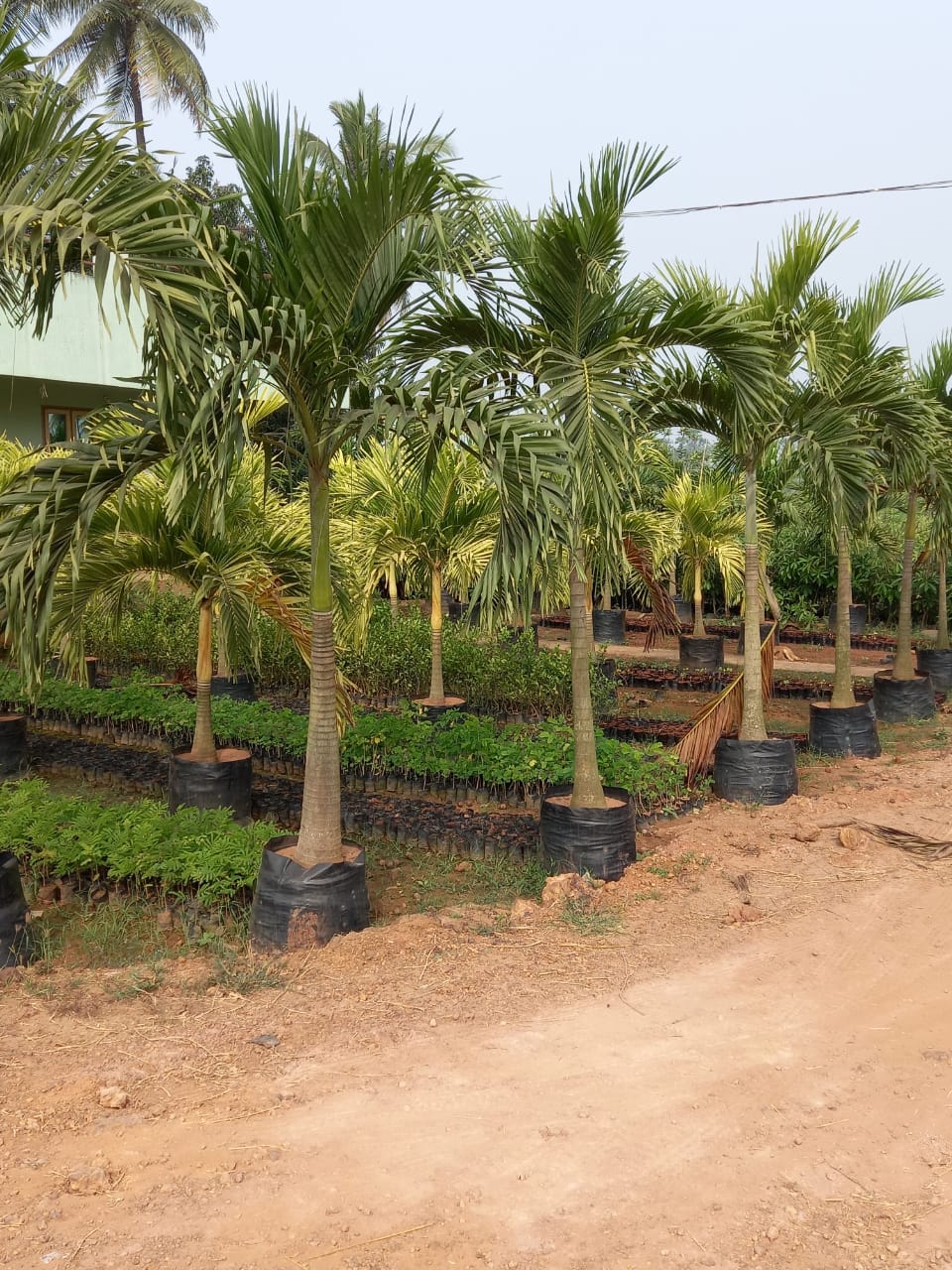 Best Kadiyam Nursery Call 6309717556, Kadiyam Nursery /kadiyam Online